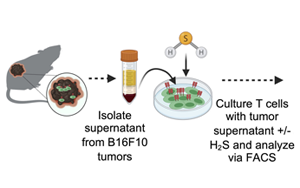 Science Advances：高爾基體越多，T細胞就越健壯，就越能抗癌！