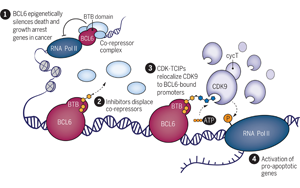 Science：突破傳統(tǒng)，利用細胞自然死亡機制殺死癌細胞