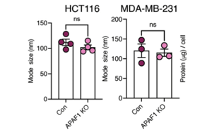 Nature Cancer：腫瘤細胞分泌的EV-DNA作為一種“危險”信號，促進抗轉(zhuǎn)移性免疫反應