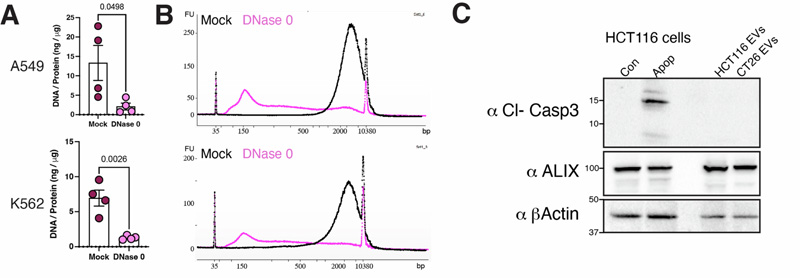 EV-DNA來源于基因組DNA