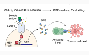 《Nature》控制細胞行動的新技術