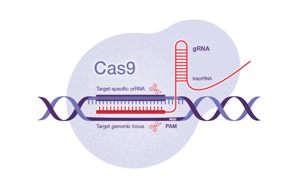 Science：一種開創(chuàng)性的遺傳方法——利用CRISPR-Cas9技術，激活細菌隱藏的藥物潛能