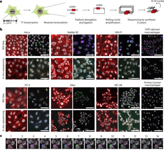 NIS-Seq能夠在有核細(xì)胞中進(jìn)行光學(xué)條形碼識別