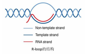 Science：真的沒想到，RNA:DNA這種特殊“三明治”結構與情緒體驗密切相關