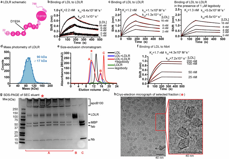 LDL、LDLR和legobody的生化特征