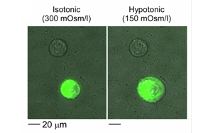 《Nature Biomedical Engineering》疼痛研究新突破：一種更安全、不會(huì)上癮的方法