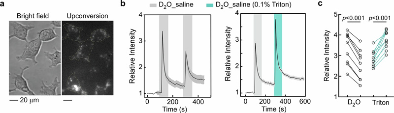 使用納米探針監(jiān)測單個活細胞中水環(huán)境的變化 使用納米探針監(jiān)測單個活細胞中水環(huán)境的變化