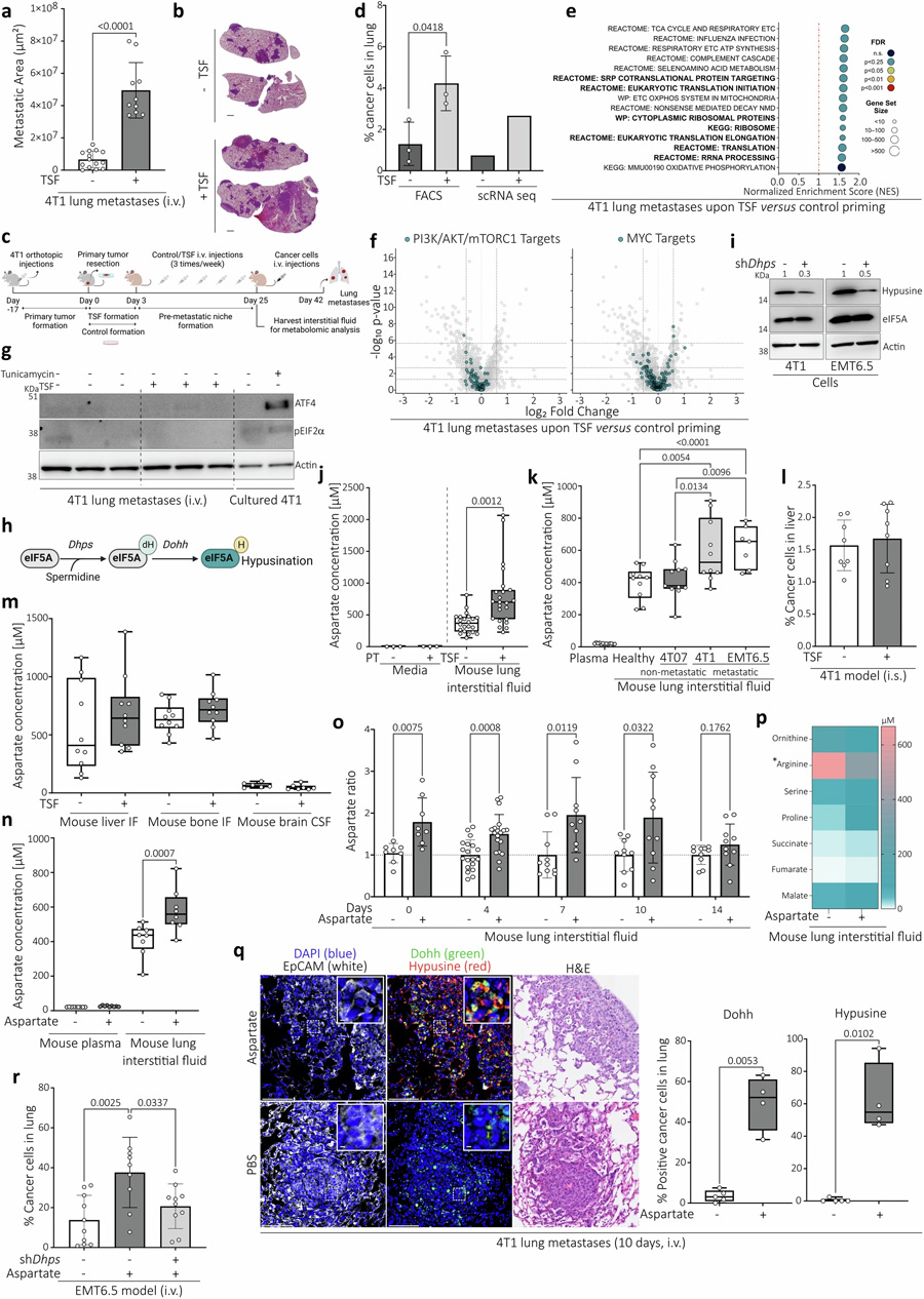 侵襲性肺轉(zhuǎn)移顯示翻譯增加，與經(jīng)典調(diào)節(jié)因子或應激刺激無關(guān)