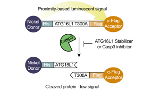 Broad研究所創(chuàng)建了一種新的方法來(lái)靶向和糾正與疾病相關(guān)的蛋白質(zhì)