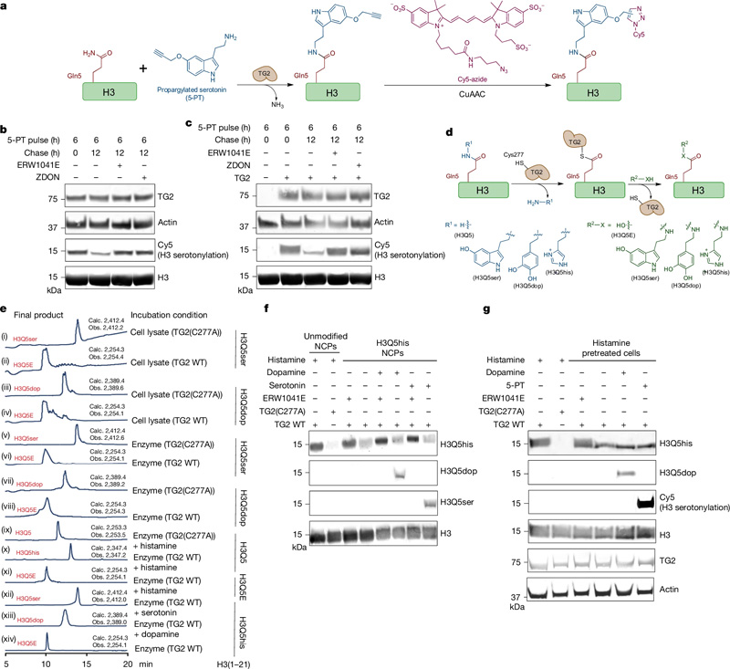 TG2是H3單胺基化的寫入、擦除和交換工具