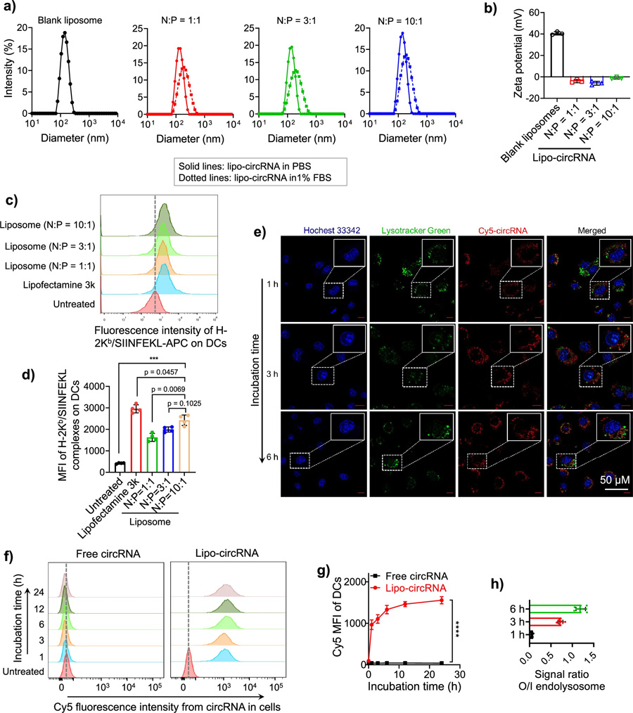脂質(zhì)體促進DCs中環(huán)狀RNA的遞送和抗原呈遞。