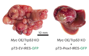 《Nature Genetics》PROX1積極抑制細胞命運可塑性，保護肝細胞身份，防止肝腫瘤發(fā)生