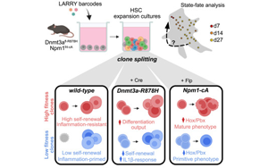 Cell子刊：相同的突變?yōu)楹萎a(chǎn)生不同類型的白血病