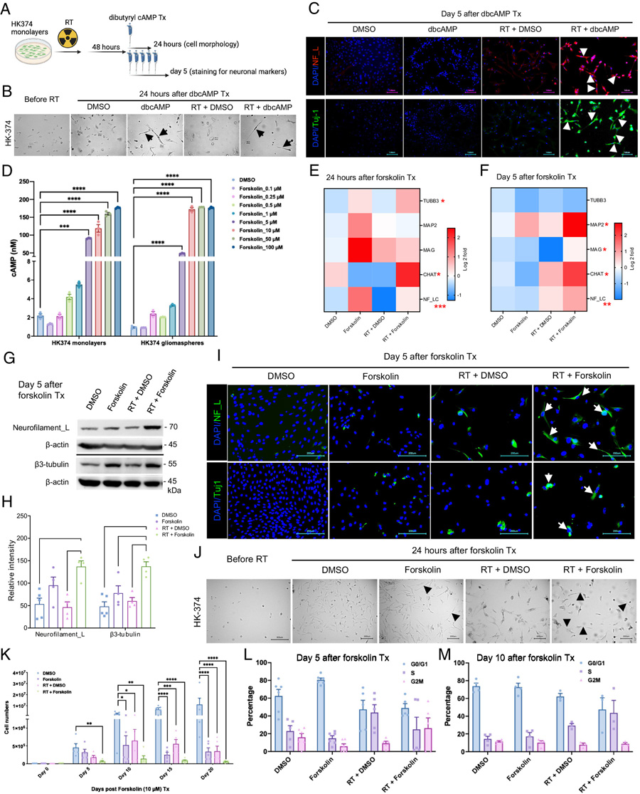 dbcAMP或福斯可林誘導(dǎo)神經(jīng)元標(biāo)記物 dbcAMP或福斯可林誘導(dǎo)神經(jīng)元標(biāo)記物