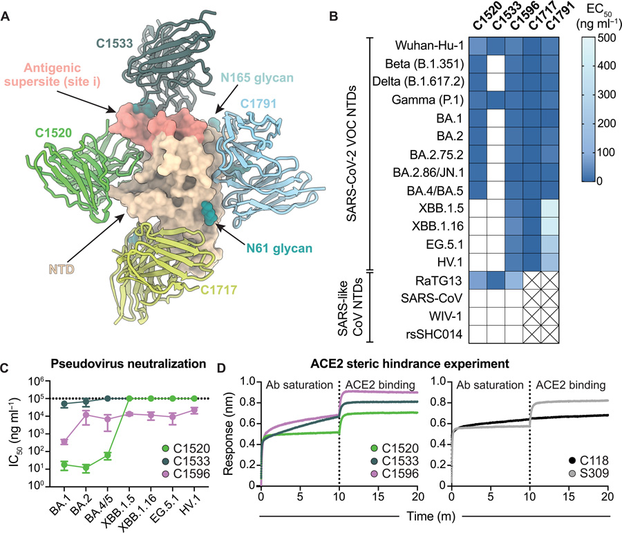 C1596 是一種 NTD 特異性單克隆抗體，對 SARS-CoV-2 Omicron 變異株表現(xiàn)出廣泛的結(jié)合和中和潛力