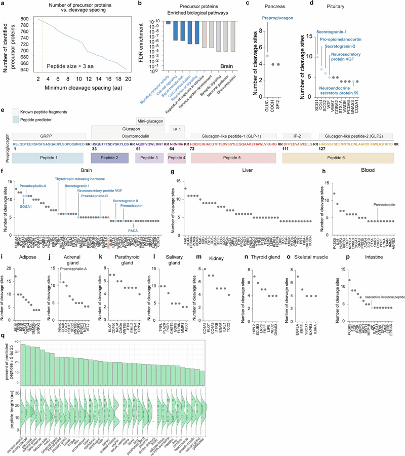 肽預測器映射了一大組經(jīng)過蛋白水解處理的人類肽 肽預測器映射了一大組經(jīng)過蛋白水解處理的人類肽