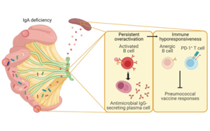 Science子刊：腸道菌群、免疫球蛋白A與疫苗效力的關(guān)系