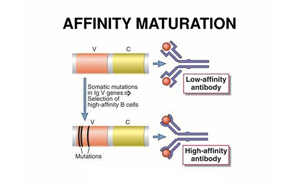 《Nature》讓B細(xì)胞“儲存”成功突變，打造HIV等高效抗體疫苗
