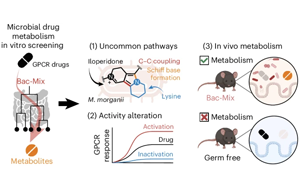 Nature子刊：一些腸道細菌可能會降低某些藥物的效果！
