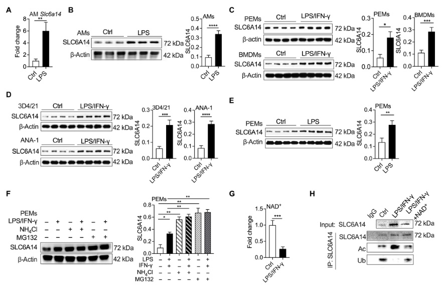NAD+介導(dǎo)的乙?；龠MSLC6A14的表達