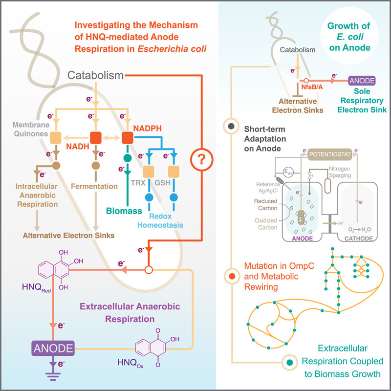 HNQ介導(dǎo)的大腸桿菌陽(yáng)極呼吸機(jī)制的研究 HNQ介導(dǎo)的大腸桿菌陽(yáng)極呼吸機(jī)制的研究
