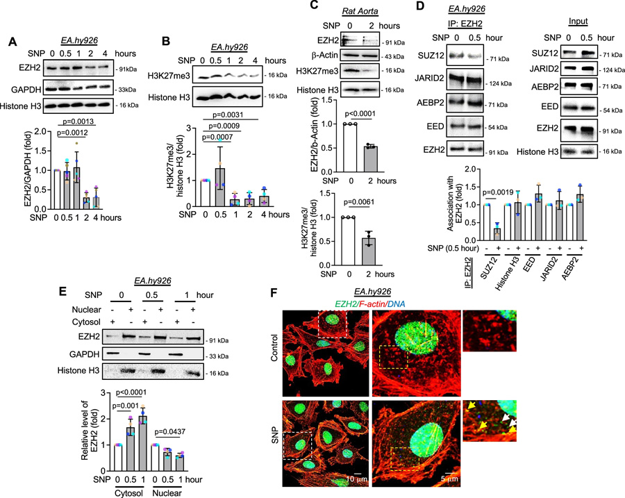 一氧化氮通過(guò)誘導(dǎo)SUZ12解離，引發(fā)EZH2蛋白的胞質(zhì)定位與降解，并伴隨H3K27me3水平的早期下降