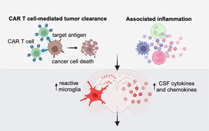 《Cell》困擾科學家的未解之謎：為什么免疫系統(tǒng)導致大腦認知障礙？