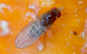 打破經(jīng)典教科書：首次發(fā)現(xiàn)對兩性都 “作弊” 的染色體！