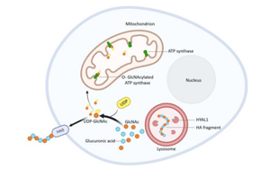 飯后血糖如何控？透明質(zhì)酸酶 -1的意外角色與糖尿病新希望
