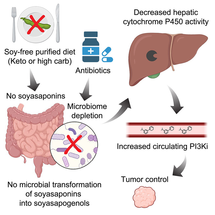  高碳水化合物、低植物化學物質(zhì)飲食與PI3K抑制協(xié)同治療小鼠癌癥，通過削減腸道微生物組的抗生素同樣具有此效果