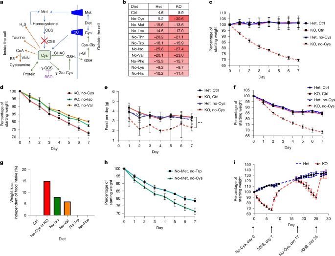 半胱氨酸缺乏驅(qū)動快速減重 半胱氨酸缺乏驅(qū)動快速減重