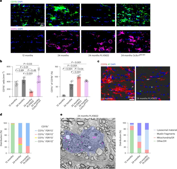  小膠質(zhì)細(xì)胞對(duì)PLX5622處理或衰老視神經(jīng)中CX3CR1缺失的應(yīng)答