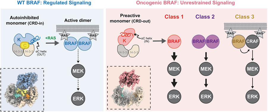  通過冷凍電鏡（Cryo-EM）對致癌性BRAF變體（紅色陰影標注）與野生型BRAF（藍色陰影標注）進行結(jié)構(gòu)分析，揭示了其活性失控的分子機制