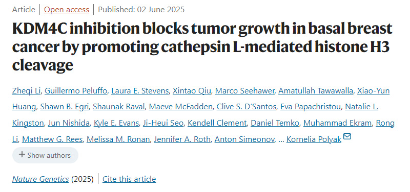 抑制 KDM4C 可通過促進(jìn)組織蛋白酶 L 介導(dǎo)的組蛋白 H3 剪切來阻斷基底型乳腺癌的腫瘤生長。