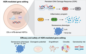 《Cell Reports Medicine》驚！基因編輯會觸發(fā)造血干細(xì)胞的炎癥、衰老樣反應(yīng)