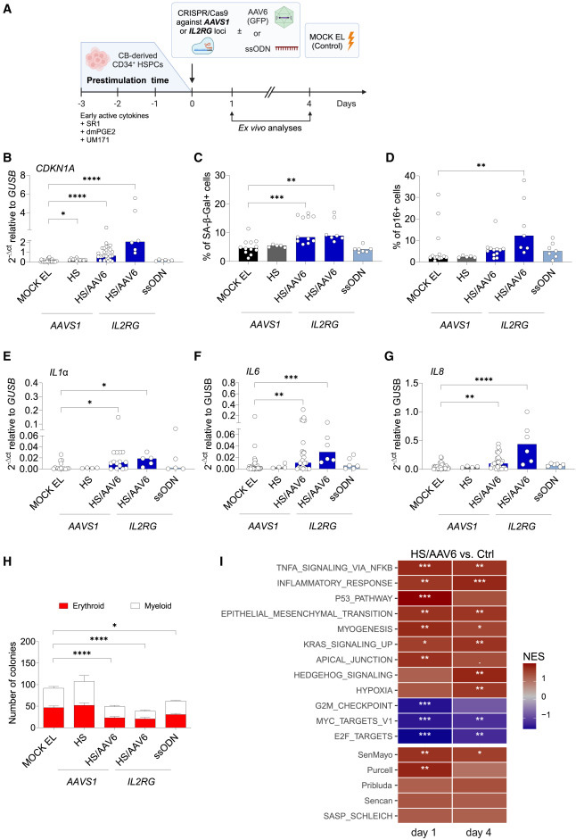 CRISPR-Cas9/AAV6介導(dǎo)的人類(lèi)造血干細(xì)胞和祖細(xì)胞(HSPCs)基因編輯會(huì)觸發(fā)細(xì)胞衰老與炎癥反應(yīng)通路激活 CRISPR-Cas9/AAV6介導(dǎo)的人類(lèi)造血干細(xì)胞和祖細(xì)胞(HSPCs)基因編輯會(huì)觸發(fā)細(xì)胞衰老與炎癥反應(yīng)通路激活