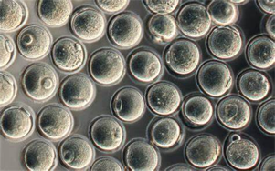 驅(qū)動重組蛋白、疫苗與CGT生產(chǎn)的無血清/低血清培養(yǎng)基