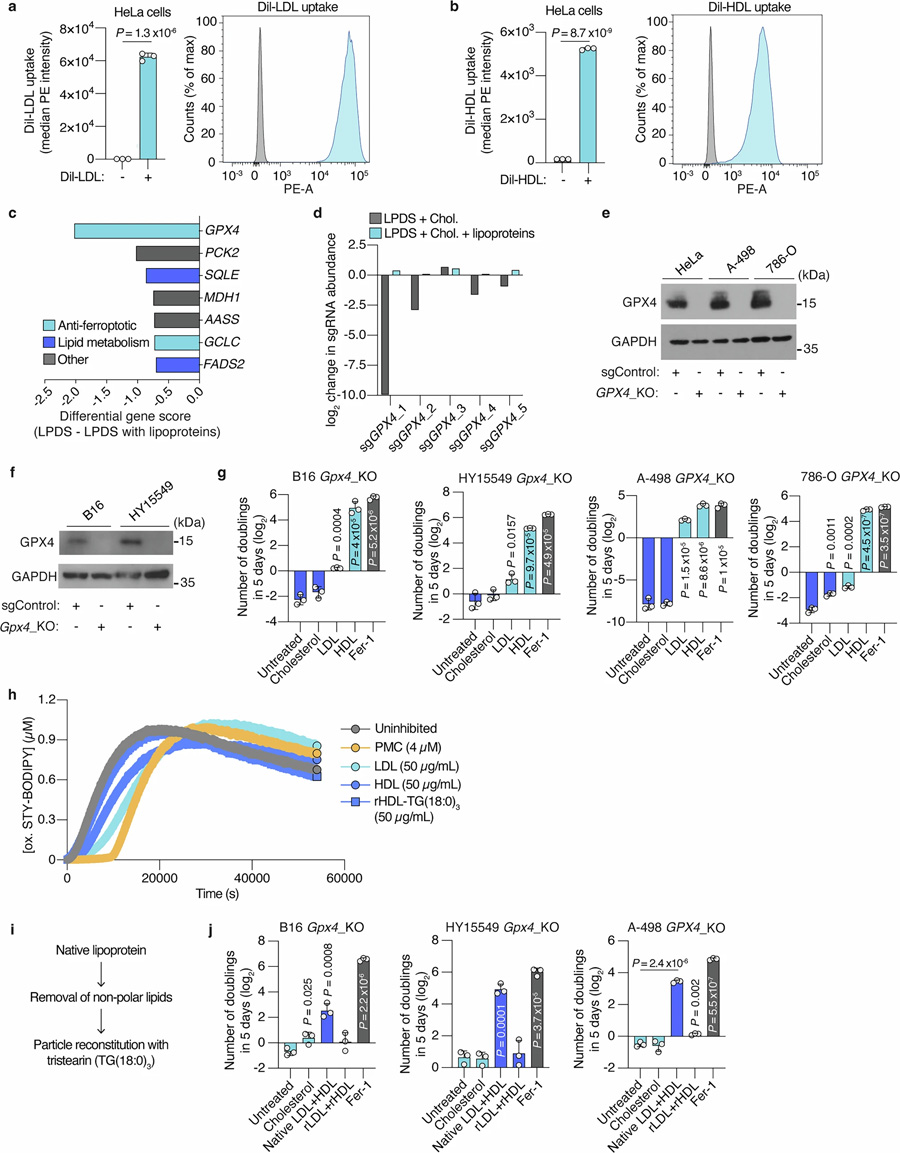  脂蛋白的脂質組分使得谷胱甘肽過氧化物酶 4（GPX4）在癌細胞中變得非必需