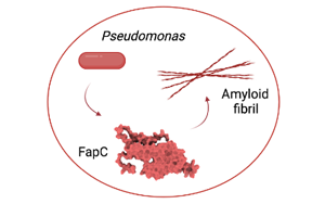 減緩阿爾茨海默病進(jìn)展，幽門桿菌有妙招