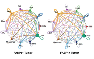 單細(xì)胞多組學(xué)揭示FABP1+ 腎細(xì)胞癌通過脂肪酸重編程激活PLG-PLAT軸驅(qū)動腫瘤血管生成