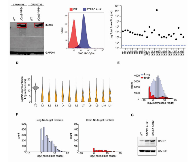 體內(nèi)CRISPR激活篩選發(fā)現(xiàn)BACE1驅(qū)動(dòng)肺腺癌腦轉(zhuǎn)移