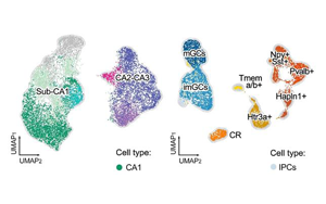 新生兒缺血性海馬早期轉(zhuǎn)錄響應(yīng)揭示細胞特異性脆弱機制與神經(jīng)保護新靶點