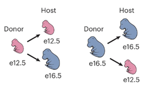 小鼠GABA能神經(jīng)元發(fā)育中前體細胞成熟能力的時序調(diào)控機制解析