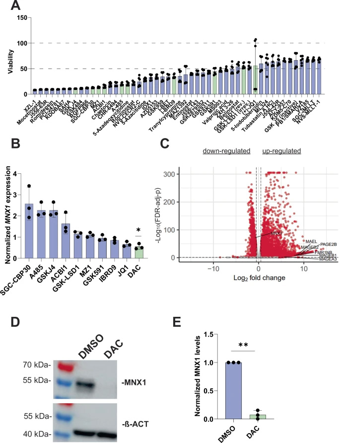 5-氮雜-2'-脫氧胞苷(DAC)介導(dǎo)的MNX1表達抑制 5-氮雜-2'-脫氧胞苷(DAC)介導(dǎo)的MNX1表達抑制