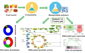 研究人員開發(fā)出將食物垃圾轉(zhuǎn)化為可生物降解塑料的方法
