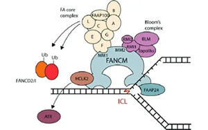 隱性FANCM癌癥綜合征：揭示高癌癥風(fēng)險(xiǎn)、化療毒性、染色體脆性和性腺功能衰竭的新型遺傳綜合征