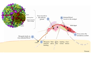西寶高品質(zhì)抗原抗體，精準(zhǔn)助力基孔肯雅熱檢測(cè)