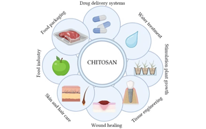 醫(yī)藥新“殼”技：聚焦殼聚糖的生物醫(yī)藥應用