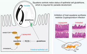 揭示宿主膽固醇代謝通路中角鯊烯調(diào)控隱孢子蟲(chóng)生存的關(guān)鍵機(jī)制及其治療潛力