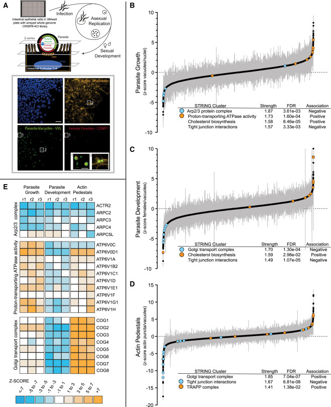 使用基于智能體的模型實(shí)現(xiàn)細(xì)胞知識(shí)數(shù)字化